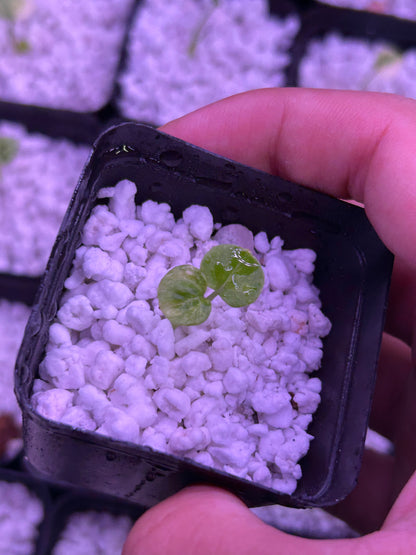 Variegated (Crystallium x AOS) x (SKG Pink Lemonade x RC)