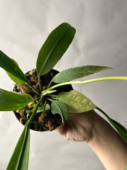 Anthurium Vittarifolium Variegated