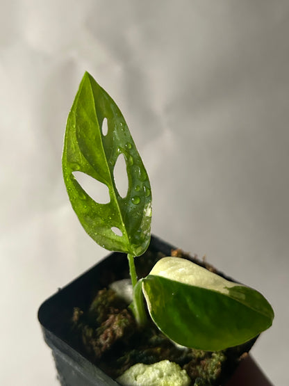 Monstera Adansonii Tricolor