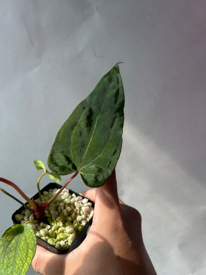 Anthurium Red Chocolate x (Ree Garden x RL )
