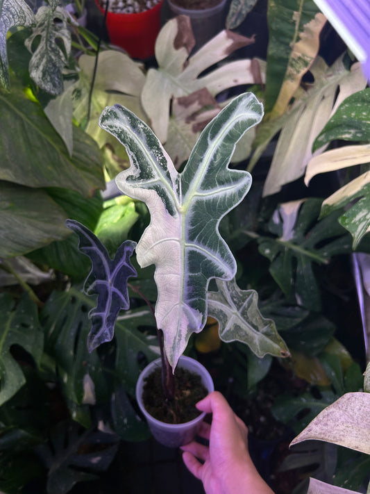 Alocasia Nobilis Pink ( Corming size)