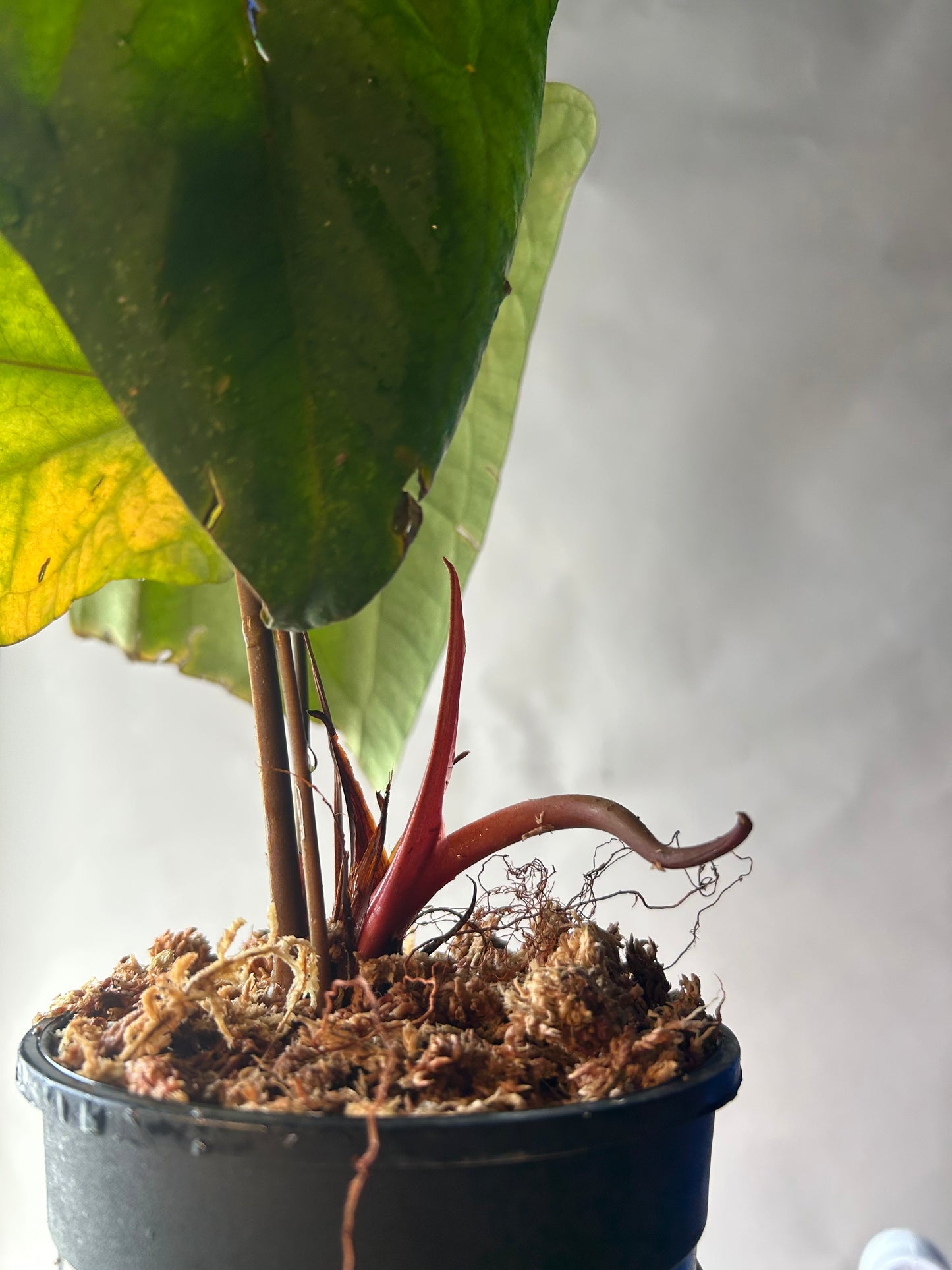 Anthurium RVDP x Portillae “ Dorito “