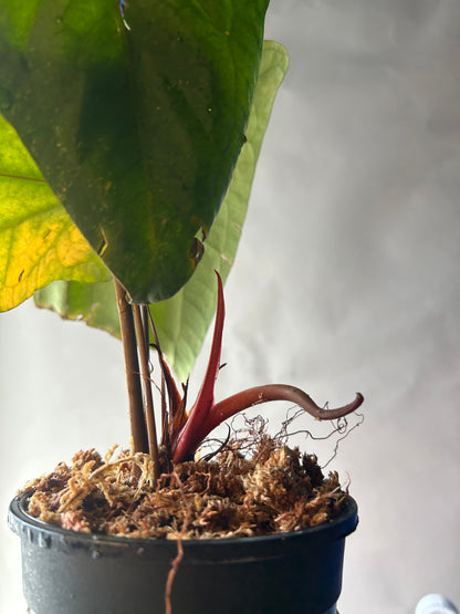 Anthurium RVDP x Portillae “ Dorito “