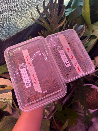 Box of 100 seeds