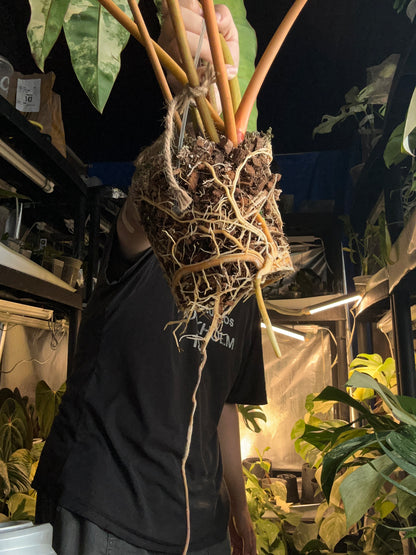 XXXXL Philodendron Billitiae Variegated - 7 + 1 leafs