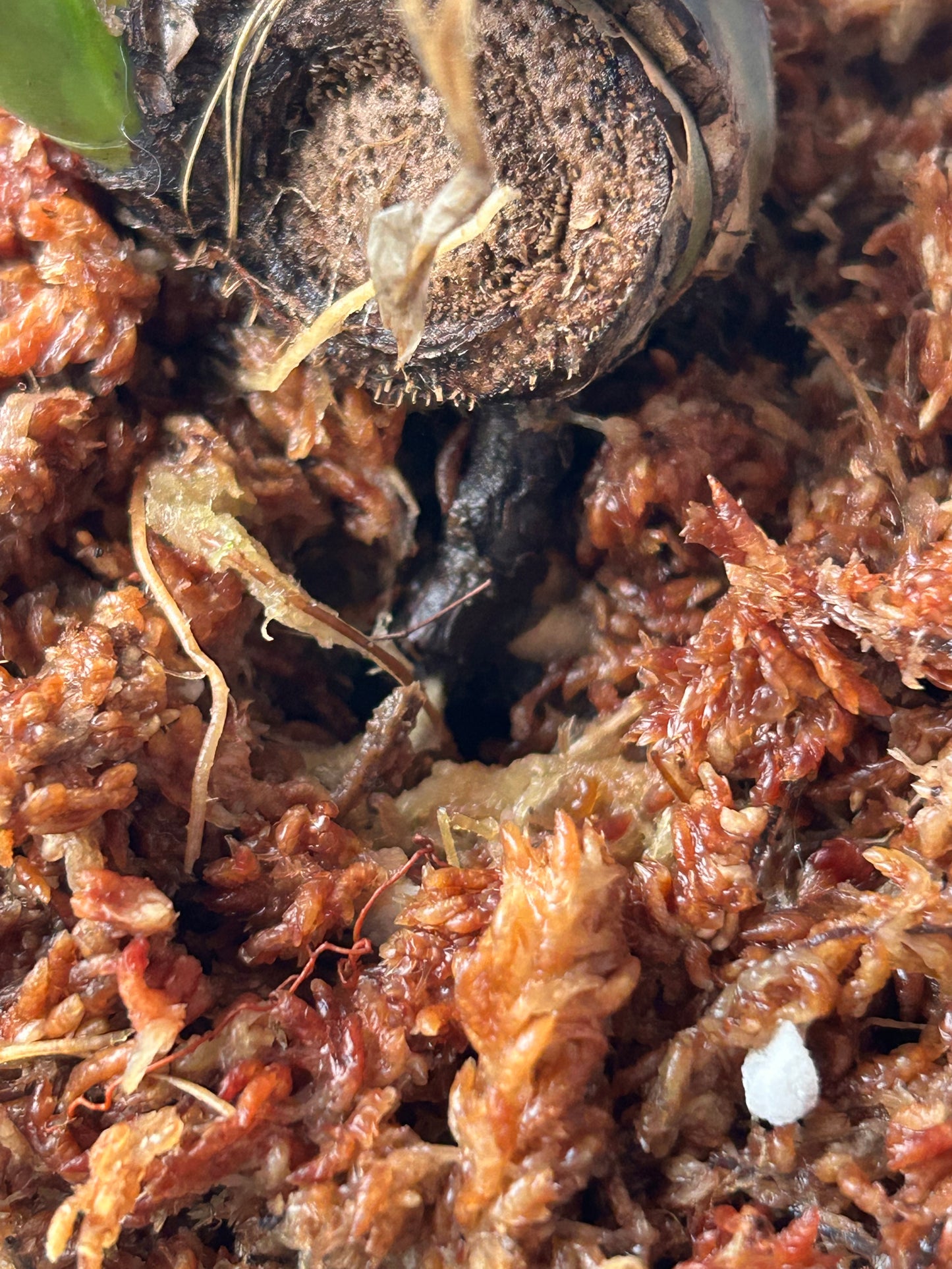 Monstera Matcha Mint