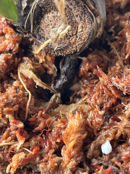 Monstera Matcha Mint