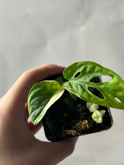 Monstera Adansonii Tricolor Albo