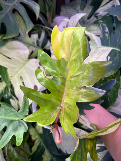 Philodendron Mayoi Variegated