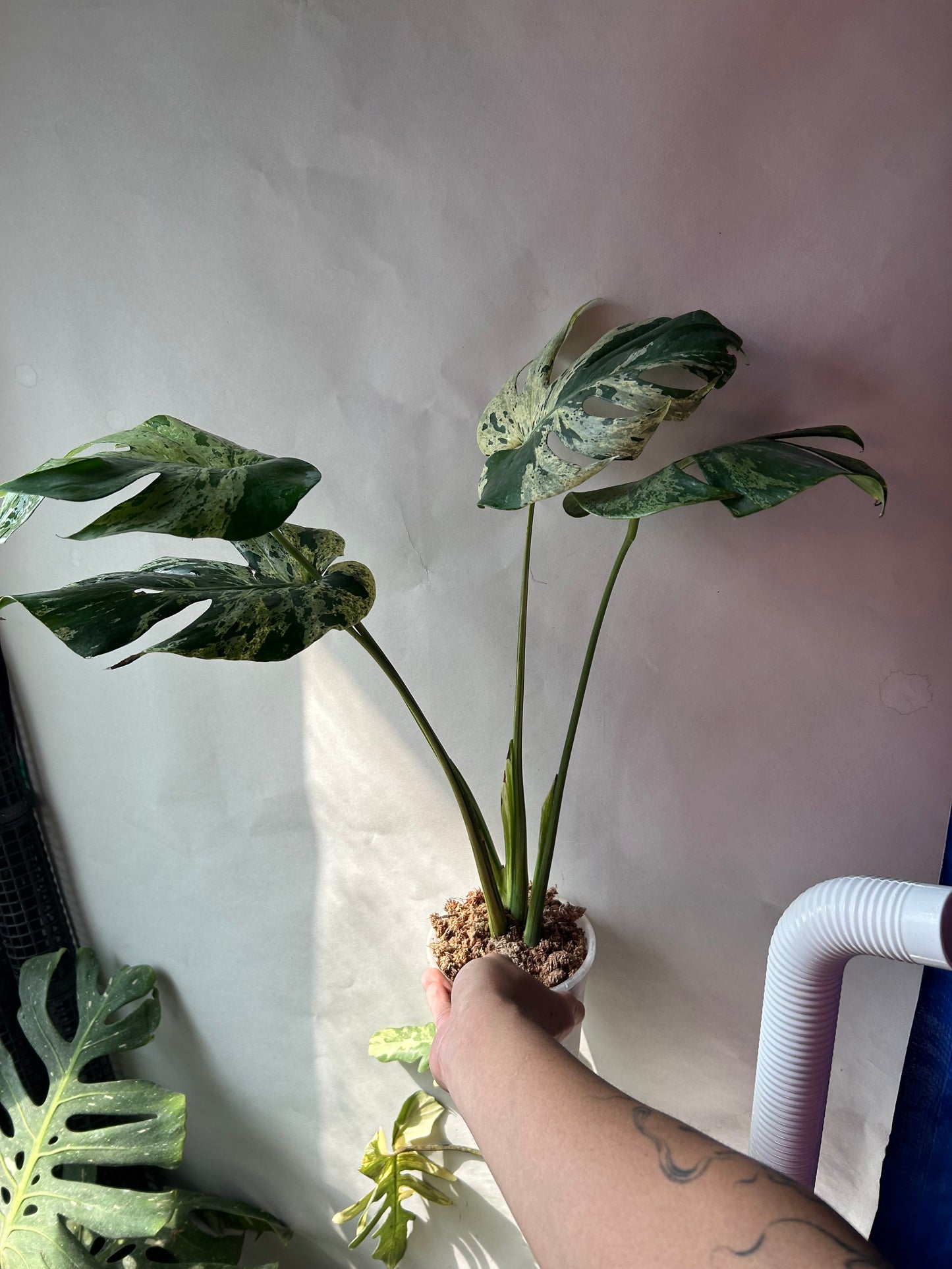 Monstera Deliciosa Vietciosa