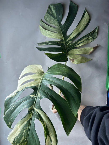 Monstera Deli x Bors Mint ( Jungle Mint)