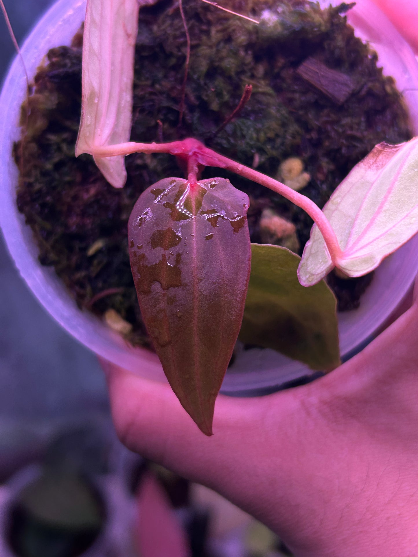 Anthurium Dressleri x RVDP S1