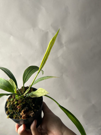 Anthurium Vittarifolium Variegated