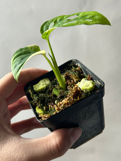 Monstera Adansonii Tricolor Albo