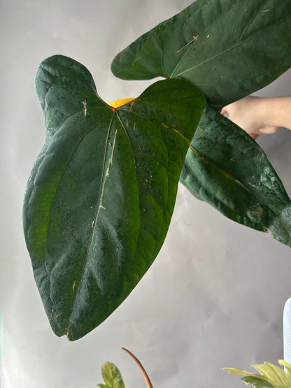 Anthurium RVDP x Portillae “ Doritos “