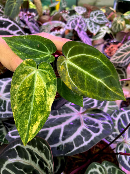 Variegated Anthurium Red Magnificum Variegated x ( Pap Var x Guna Yala) by Han Kirok
