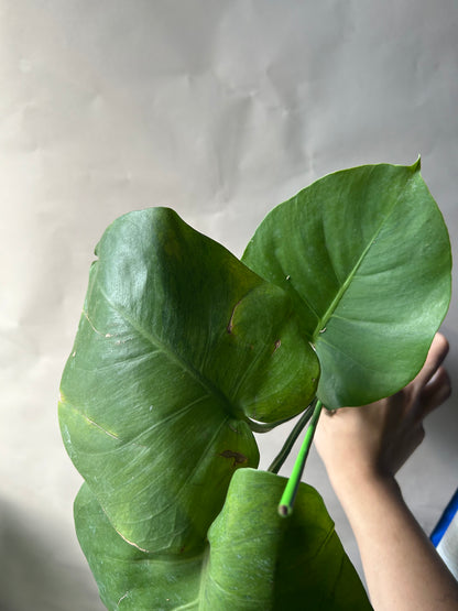 Monstera Deliciosa Green-On-Green