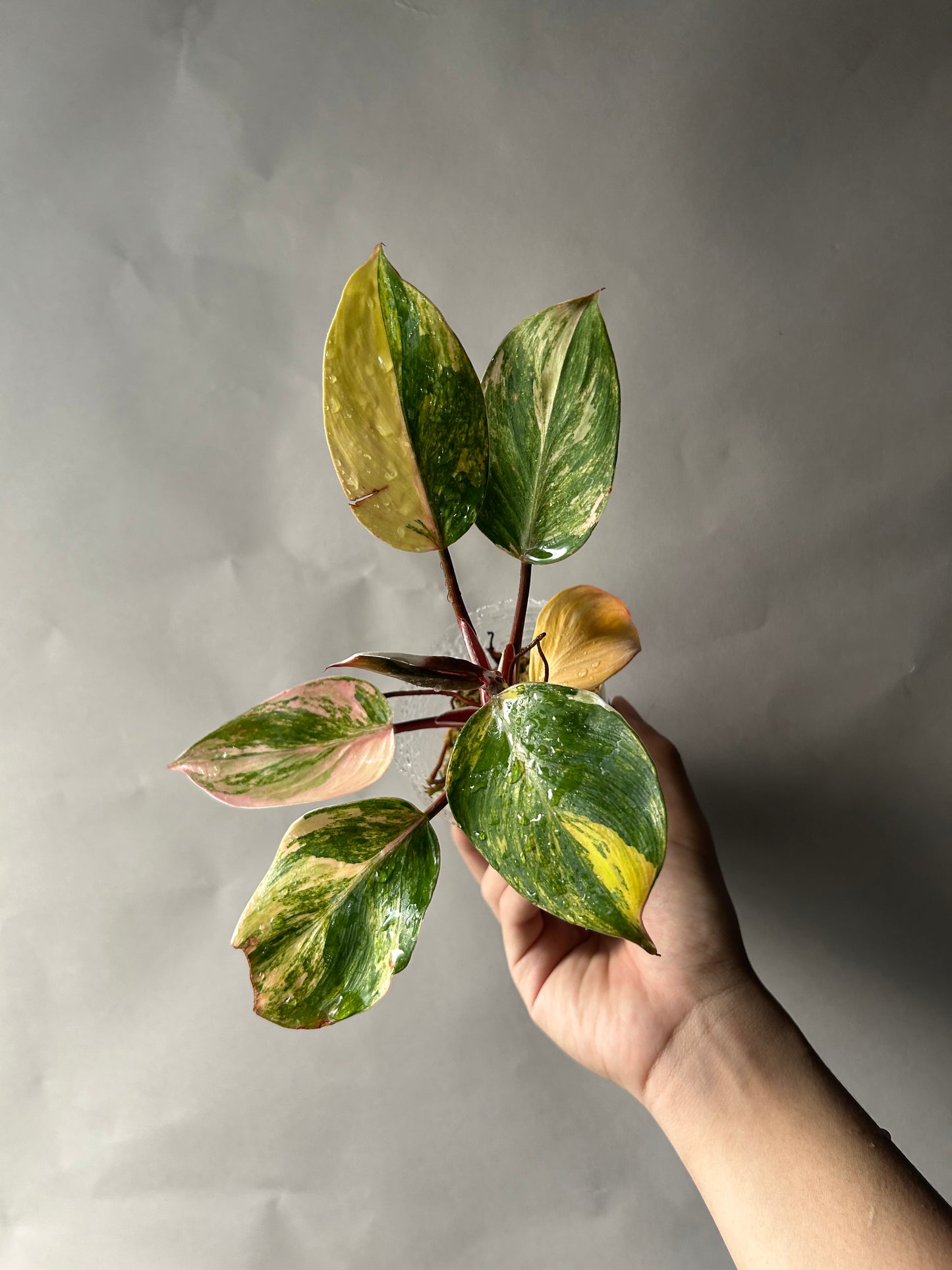 Philodendron White Knight Tricolor