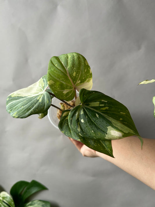 Philodendron Gloriosum Galaxy