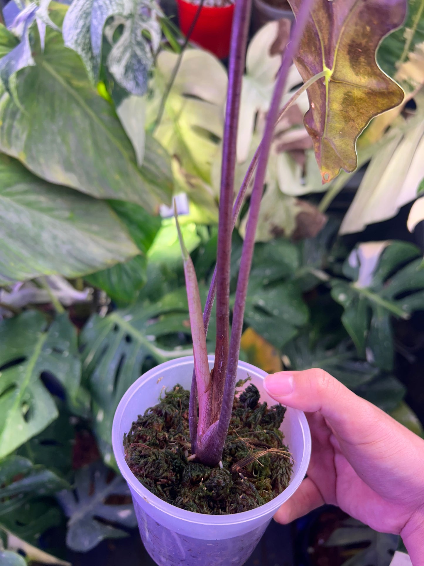 Alocasia Nobilis Pink ( Corming size)
