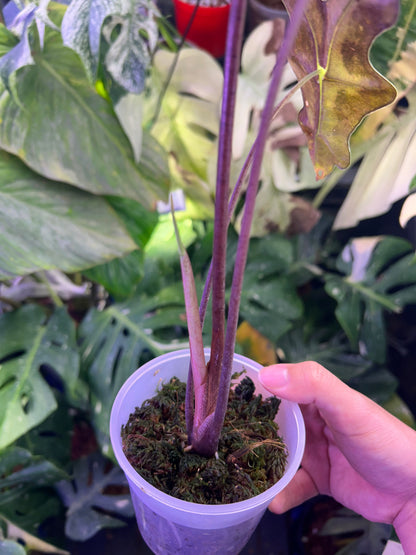 Alocasia Nobilis Pink ( Corming size)