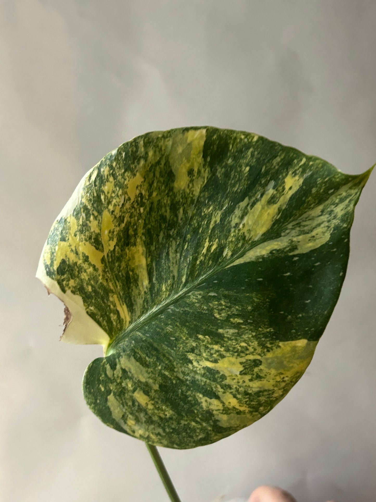 Monstera Thai Constellation “Miracle”