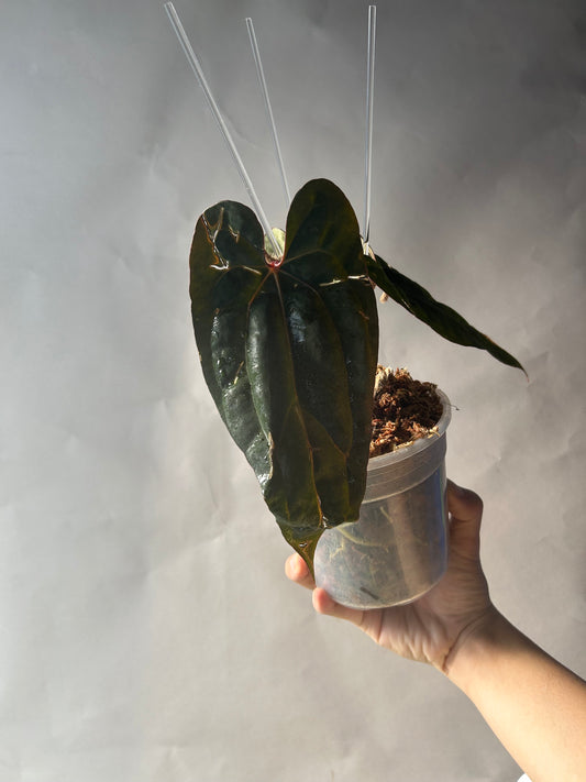 Anthurium RVDP x Darkest Panama by Han Kirok