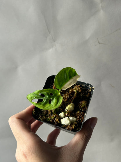 Monstera Adansonii Tricolor Albo