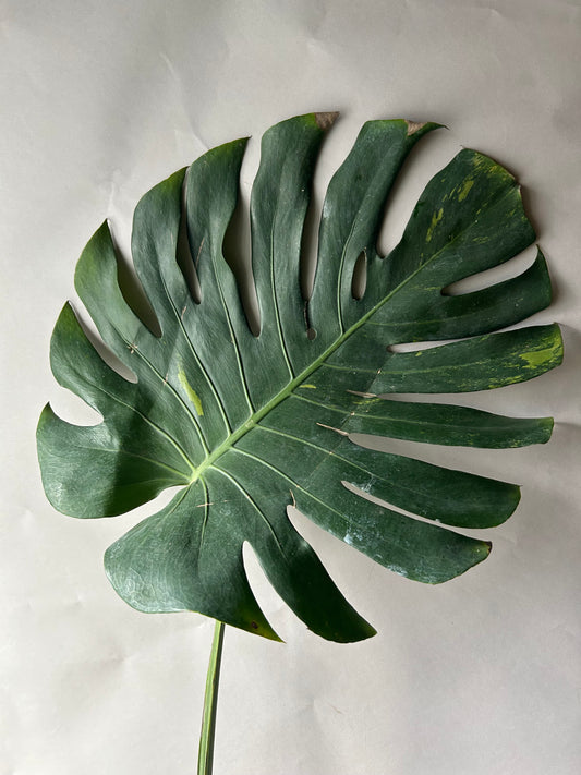 Monstera Matcha Mint