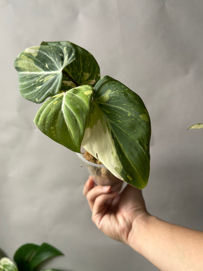 Philodendron Gloriosum Galaxy