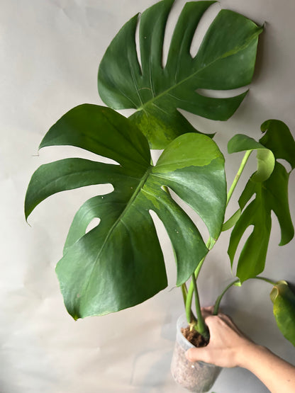 Monstera Deliciosa Green-On-Green