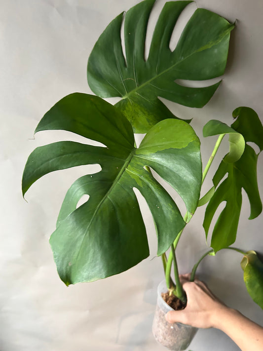 Monstera Deliciosa Green-On-Green