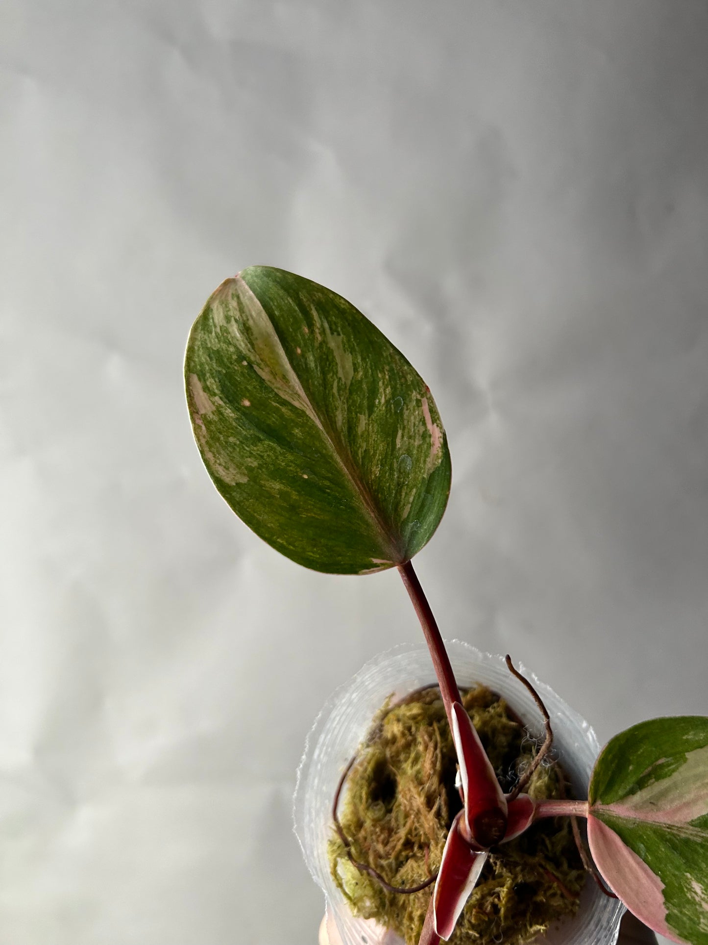 Philodendron White Knight Tricolor Bottom Cut