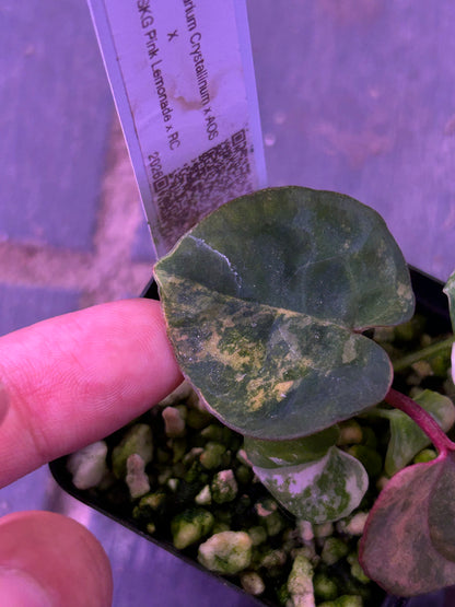 Selected - Variegated (Crystallium x AOS) x (SKG Pink Lemonade x RC) by TN