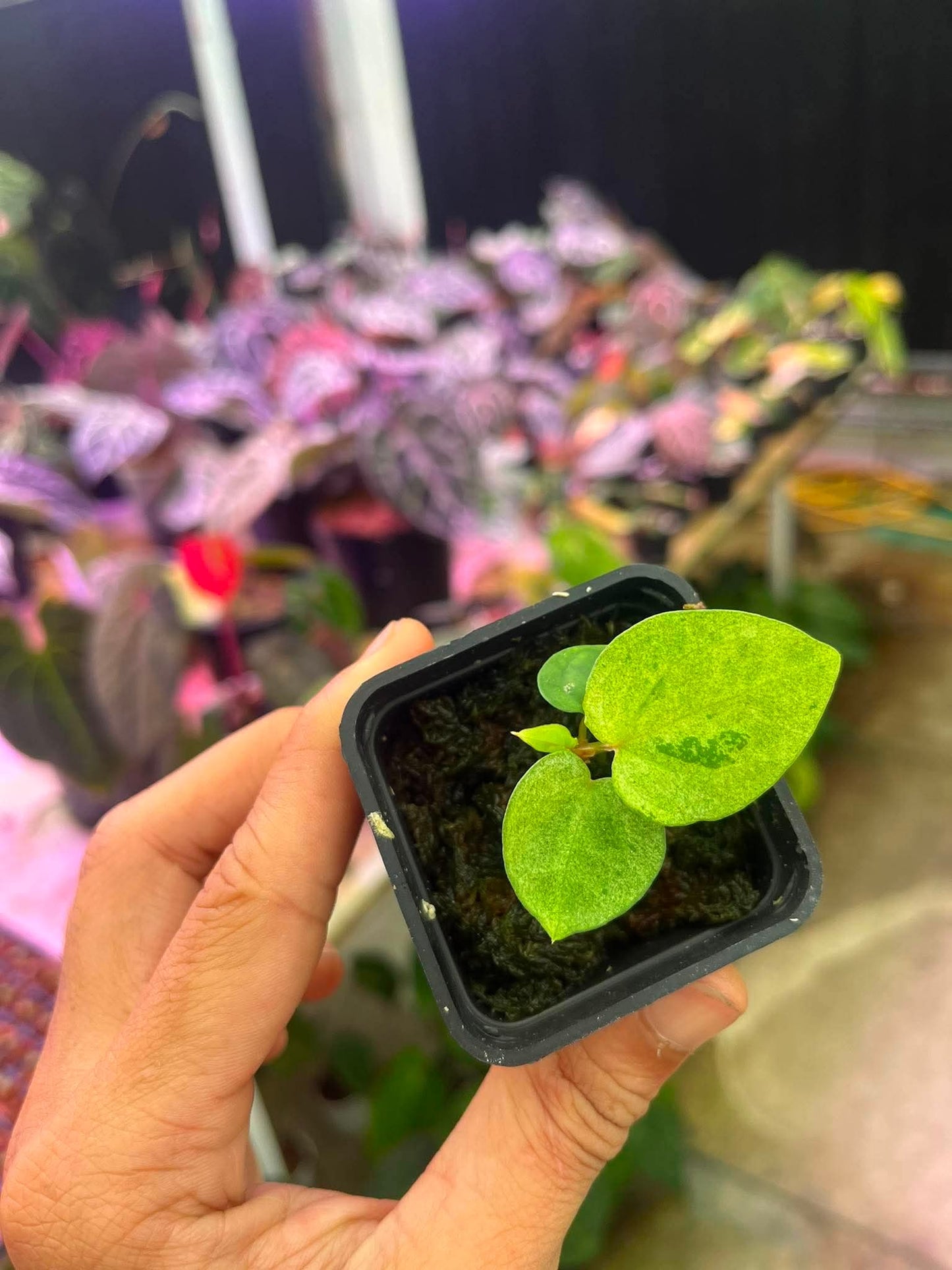 Variegated Anthurium (Pap Var x RL) x (DocBlock x RVDP) by Han Kirok