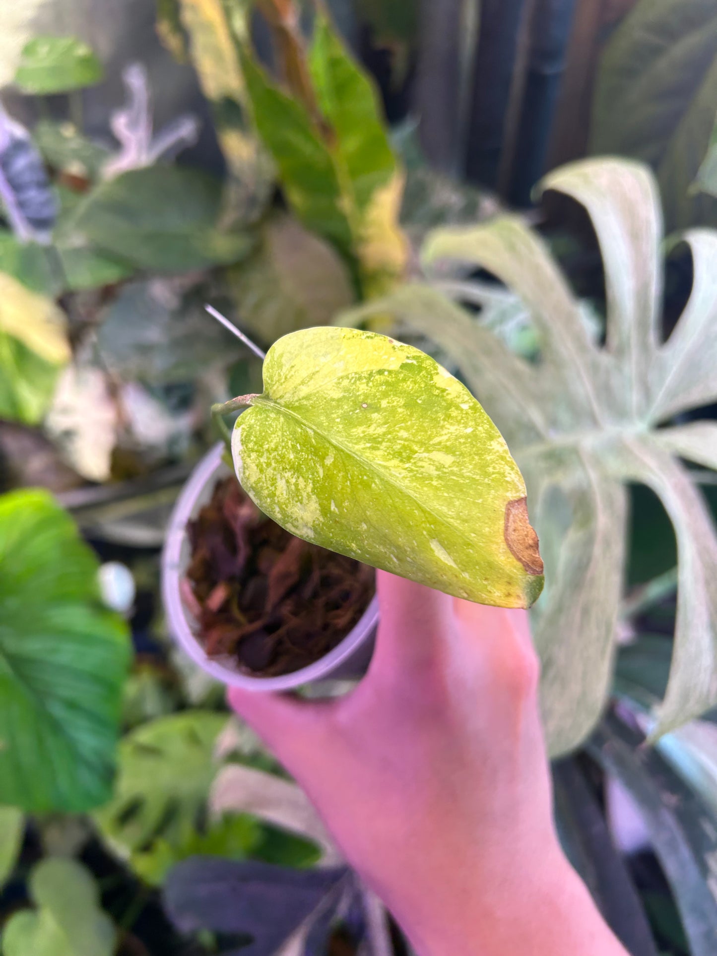 Monstera Thai Constellation Miracle Cutting