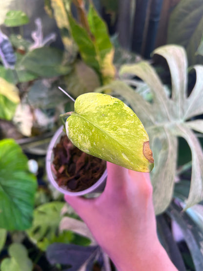Monstera Thai Constellation Miracle Cutting
