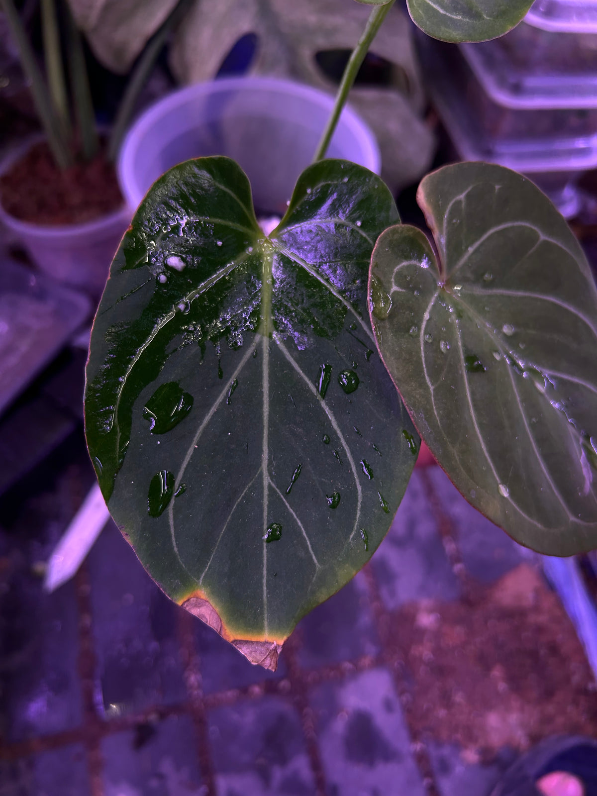 Anthurium King Of Spade