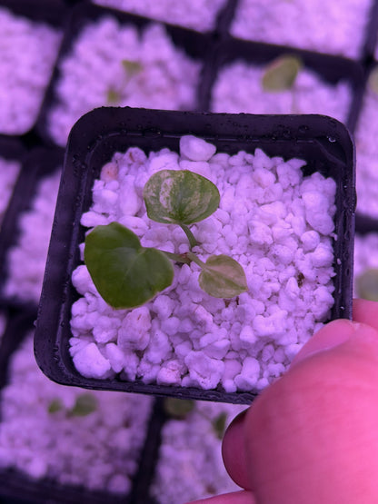Variegated (Crystallium x AOS) x (SKG Pink Lemonade x RC)