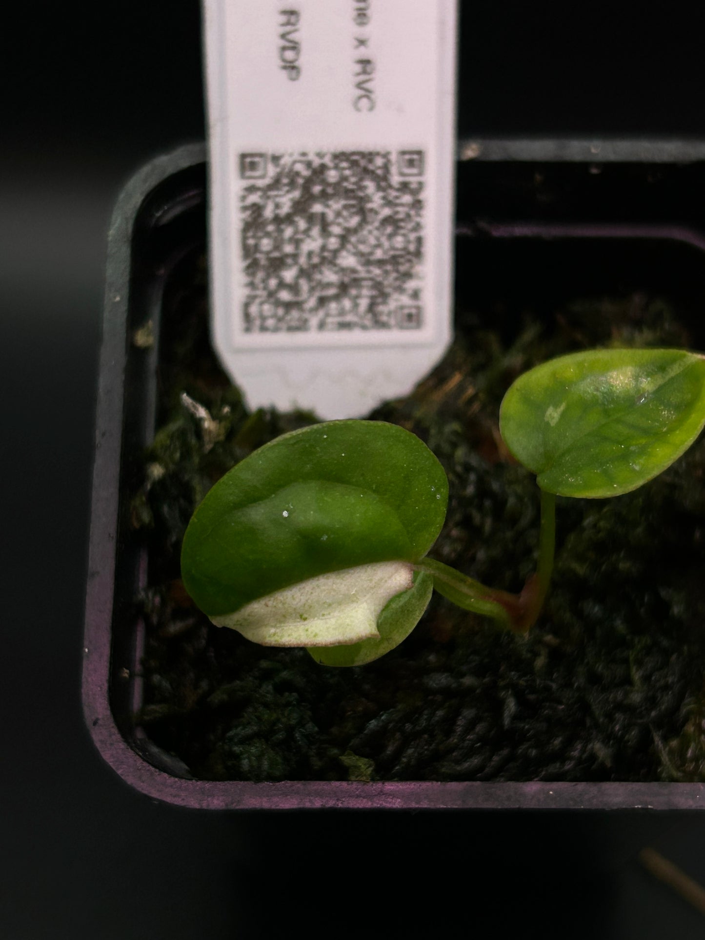 Pink Albo Anthurium ( DH x RVC ) x (Dockblock x RVDP)