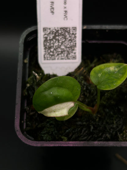 Pink Albo Anthurium ( DH x RVC ) x (Dockblock x RVDP)