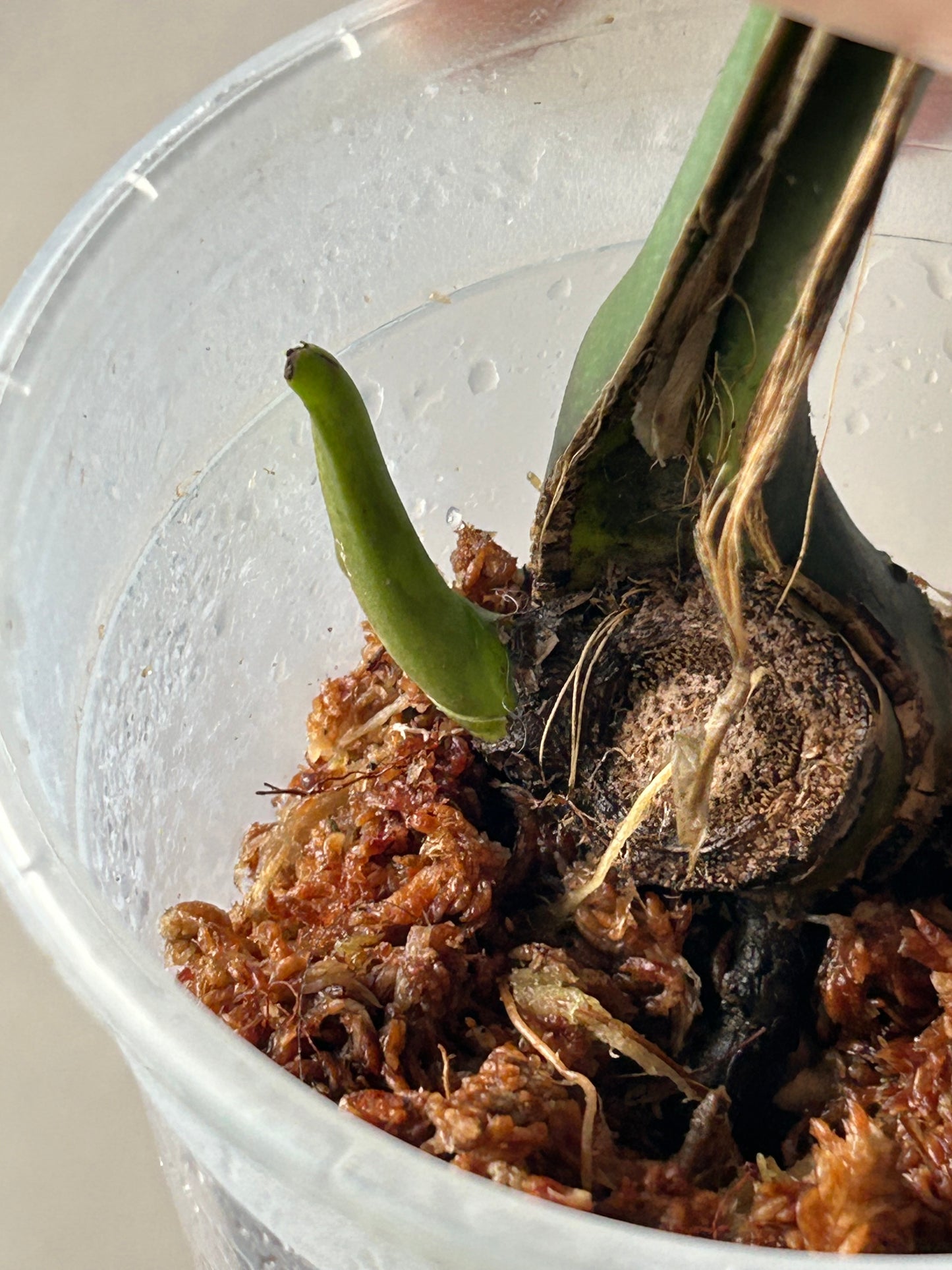 Monstera Matcha Mint