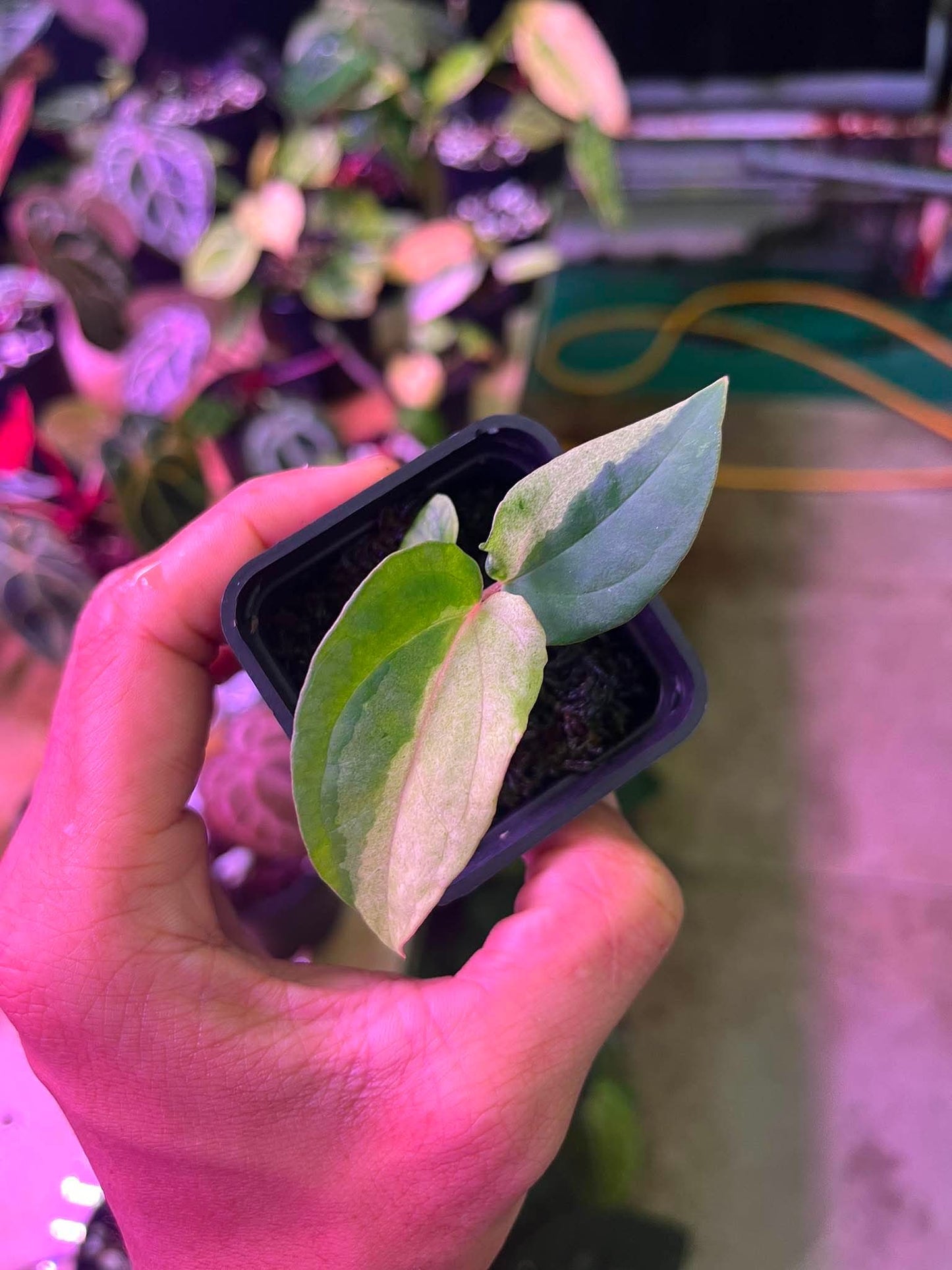 Variegated Anthurium (Pap Var x RL) Var x (DocBlock x RVDP) Var by Han Kirok