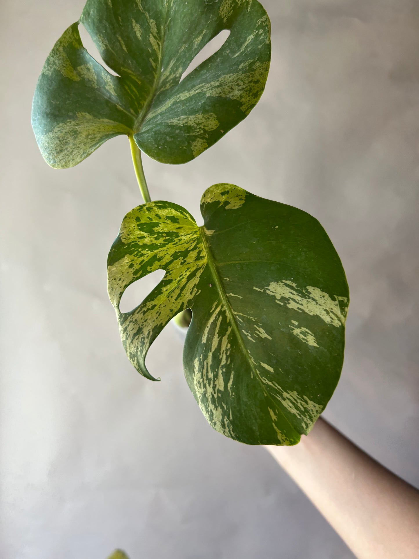 Monstera Deliciosa Vietciosa