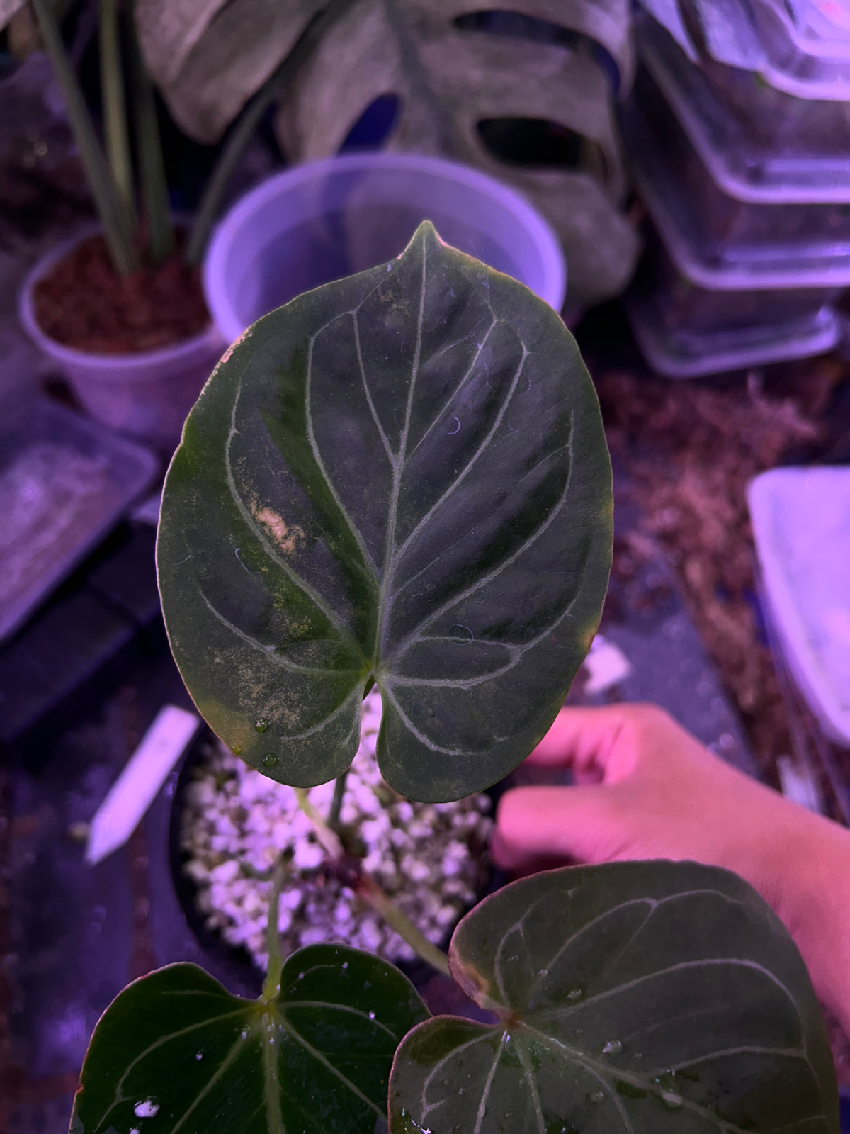Anthurium King Of Spade