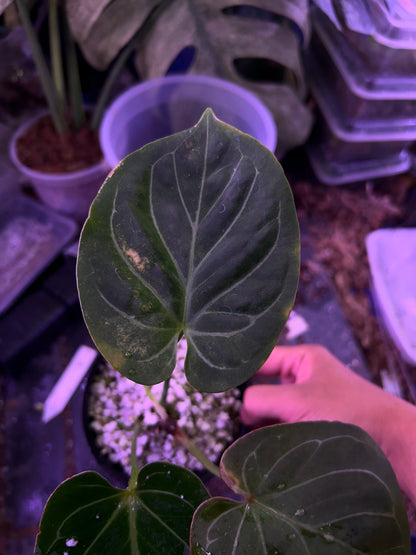 Anthurium King Of Spade