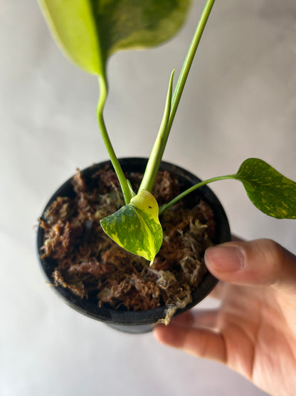 Monstera Deliciosa Electrolytes King