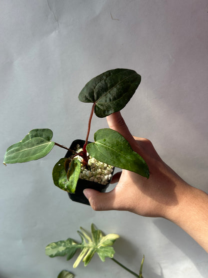 Anthurium Red Chocolate x (Ree Garden x RL)