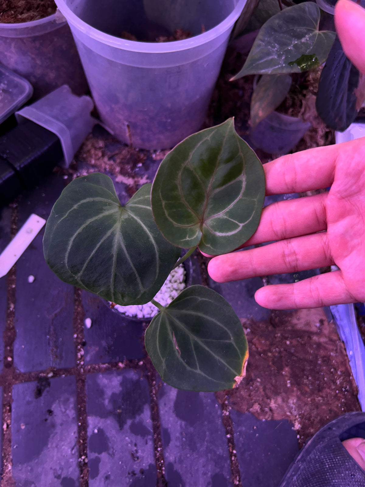 Anthurium King Of Spade