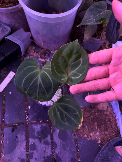Anthurium King Of Spade